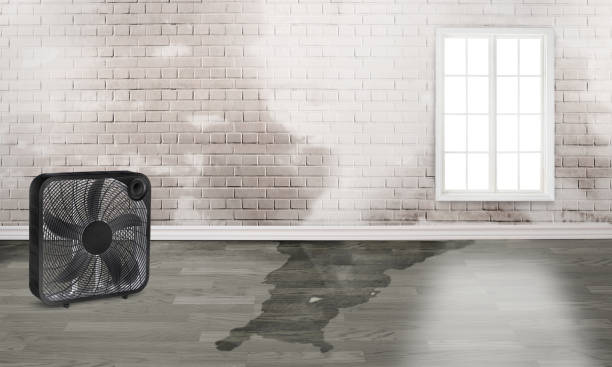 Best Water damage mitigation services  in Honsville, GA