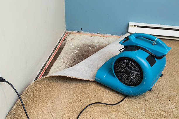 Best Water damage cleanup near me  in Honsville, GA